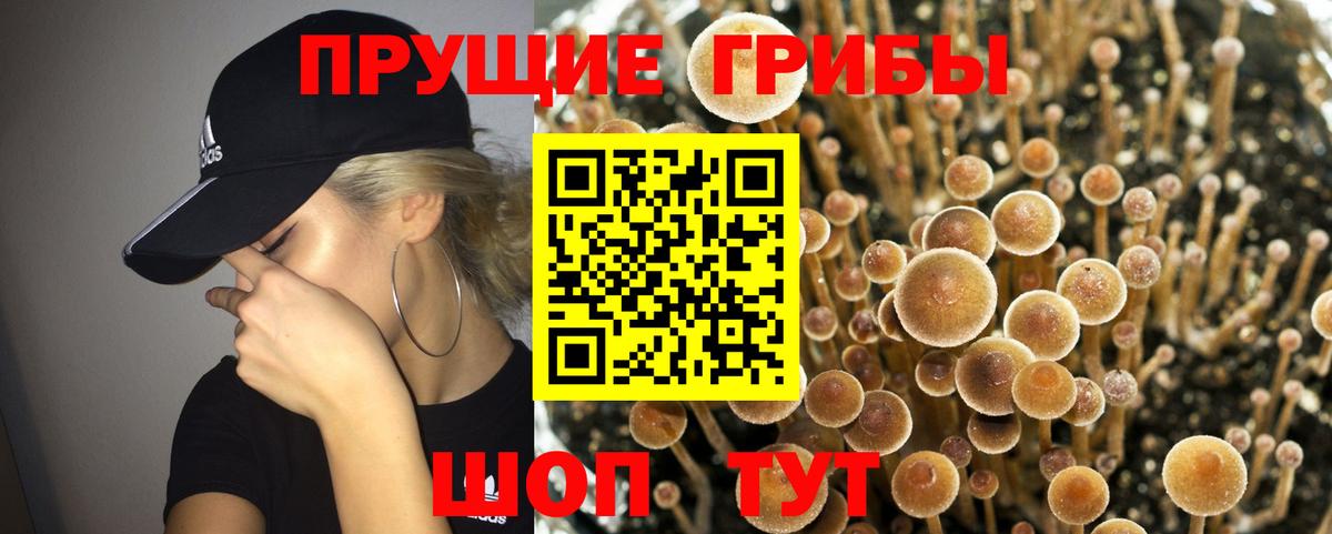 Псилоцибиновые грибы GOLDEN TEACHER Луховицы